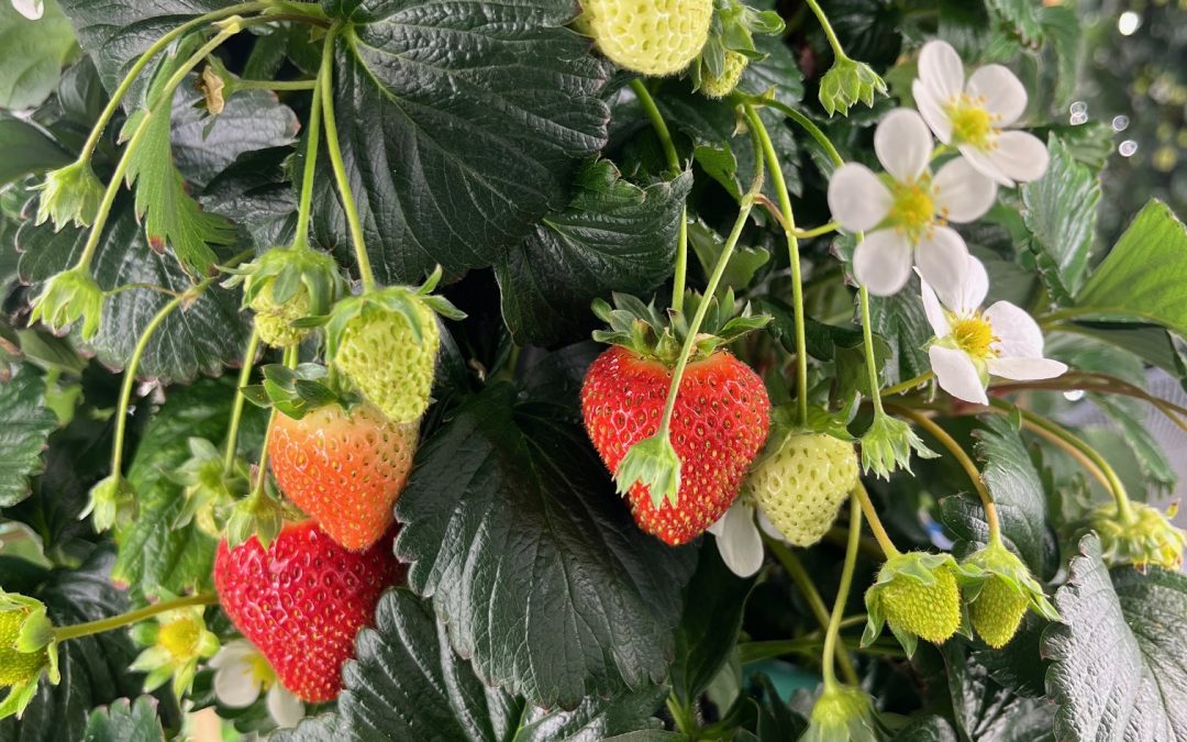 Notre projet innovant de fraises