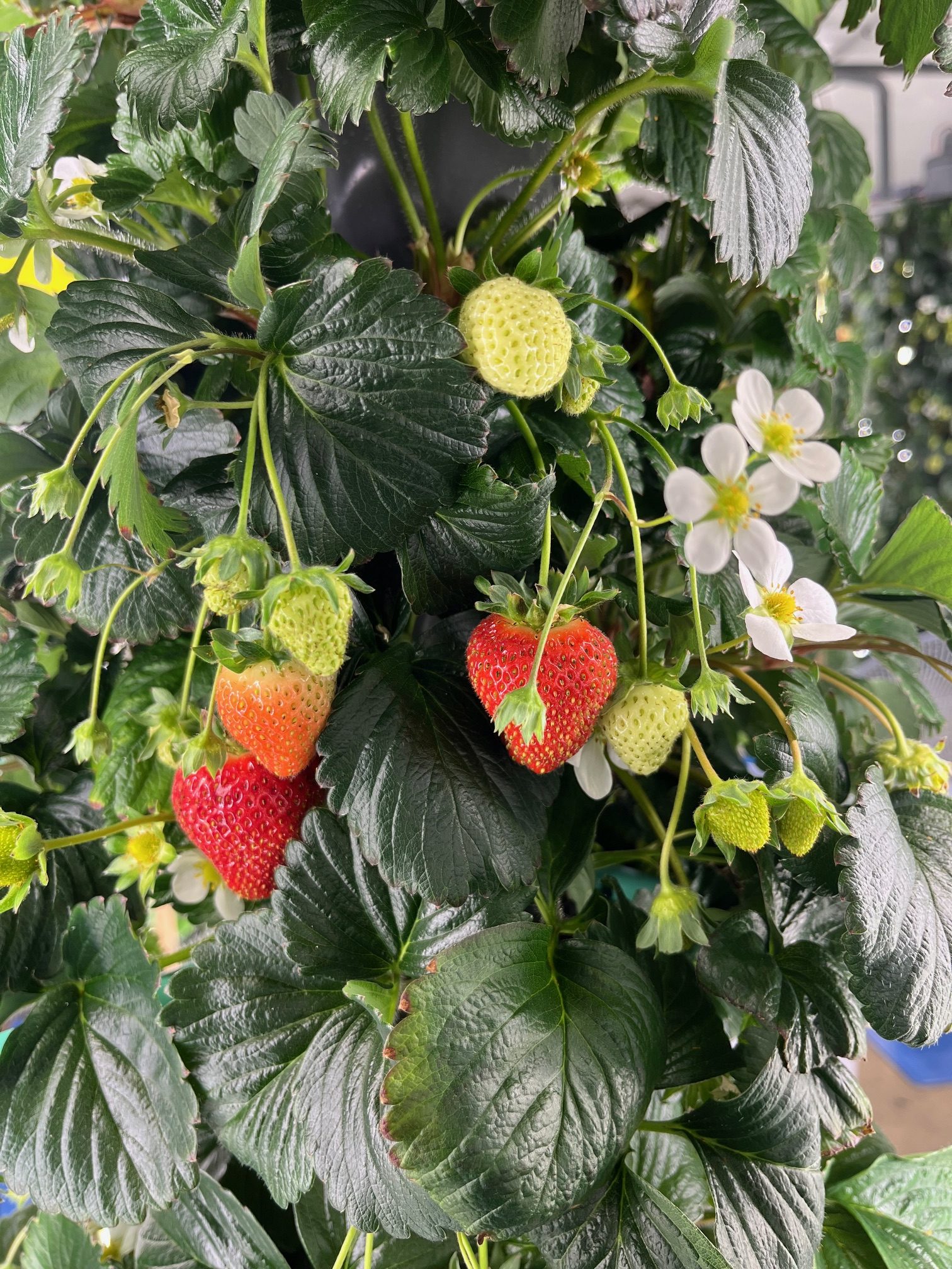 Cueillette de myrtilles