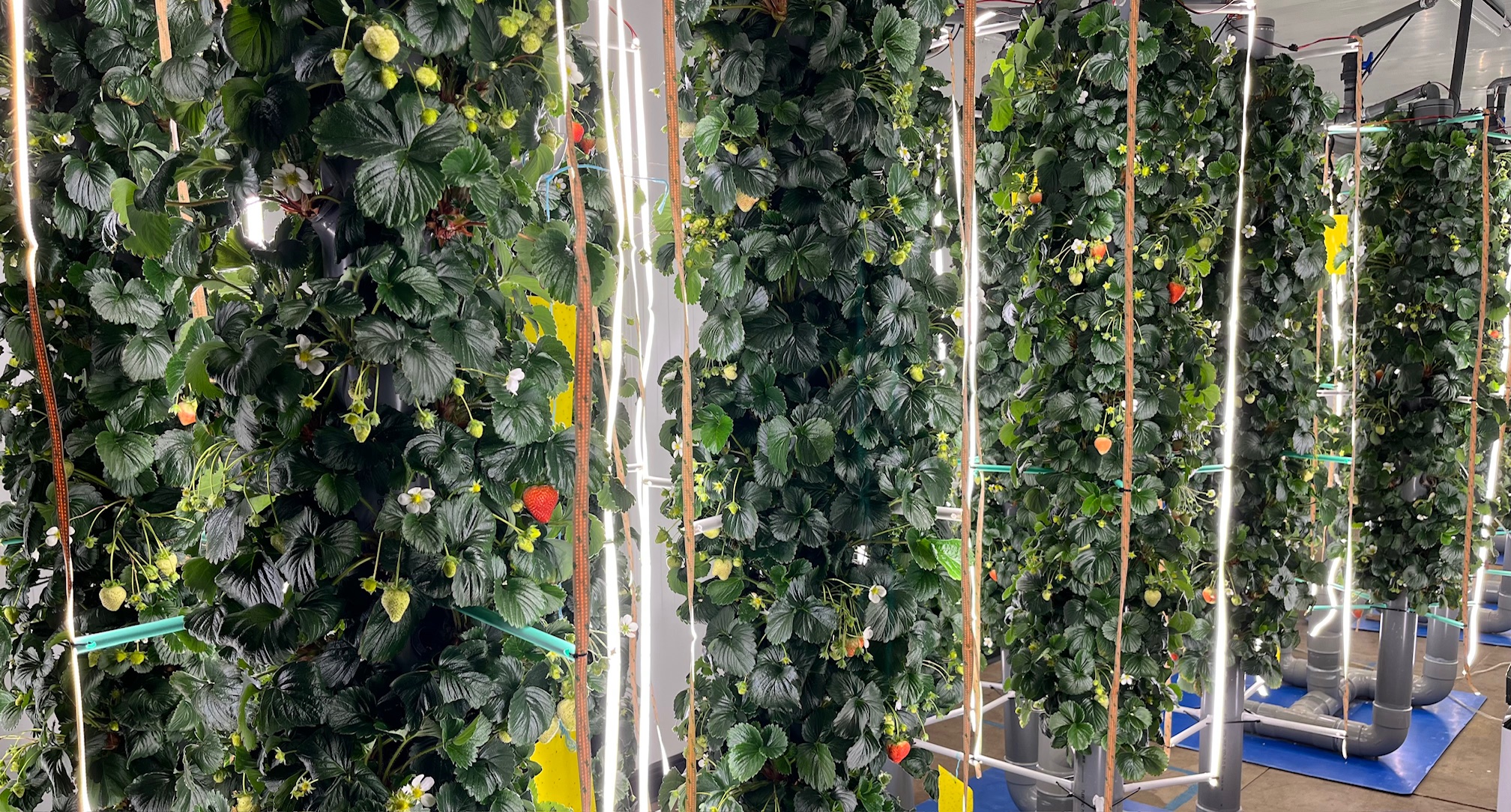 Coffret Noël myrtilles