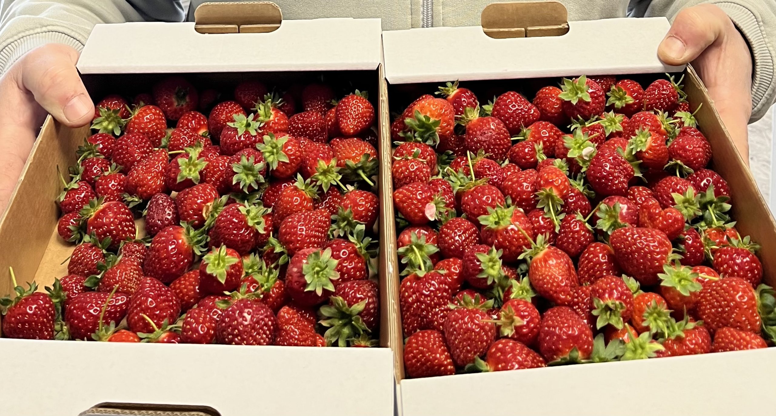 Coffret Noël myrtilles